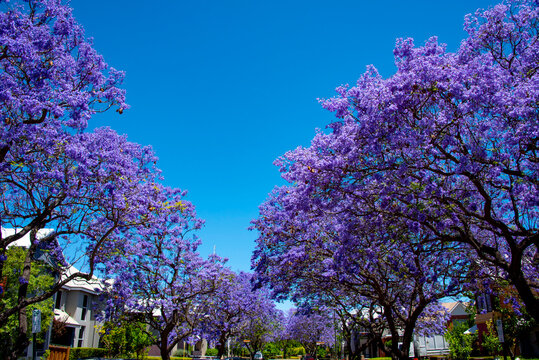 Jacaranda Tree Blossom in Subiaco Suburb - Western Australia