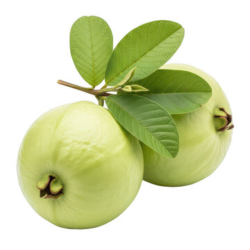 Fresh green guava fruit with leaves, whole tropical guavas on white background, organic raw psidium guajava for healthy lifestyle and nutrition