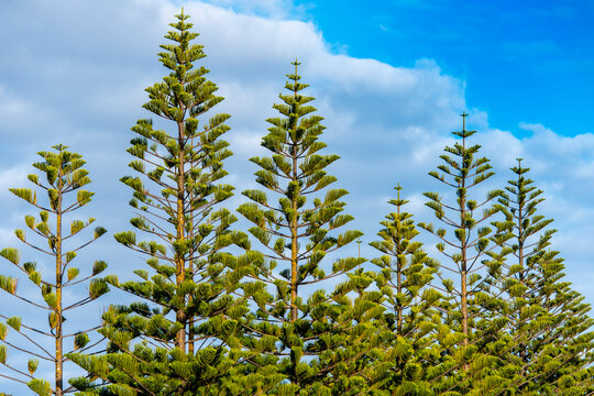 Norfolk Island Pine in Tasmania