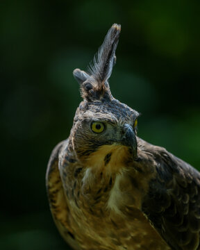 close up of a hawk