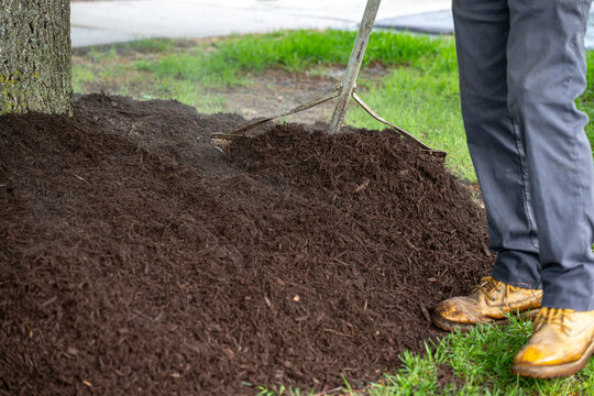 Process of Landscaper raking fresh mulch around tree in street