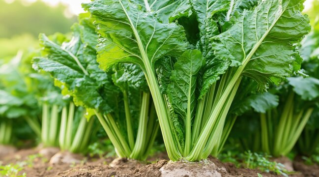 Sugar beet plants with large green leaves in farm soil