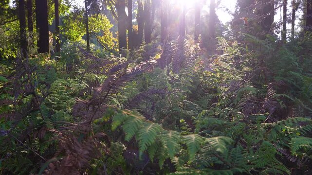 A feast of dry and fresh Fiddlehead Ferns inside a Japanese cedar forest. 