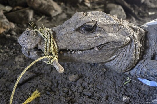 Bushmeat at a market, crocodile, poaching, Ou&eacute;sso, Sangha department, Republic of the Congo