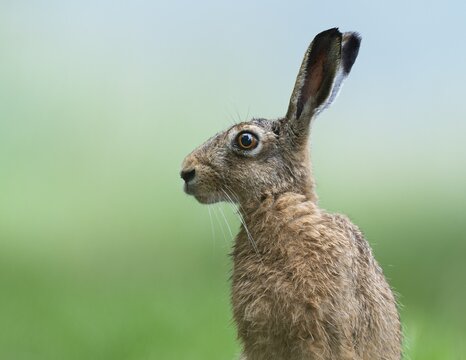 European hare (Lepus europaeus), portrait, wildlife, Lower Saxony, Germany