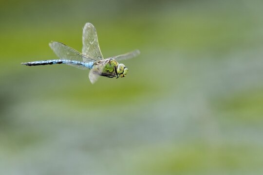 Emperor dragonfly (Anax imperator) in flight, dragonfly, moor, Goldenstedt, Lower Saxony, Germany