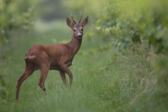 Roebuck (Capreolus capreolus) in a vineyard, Germany