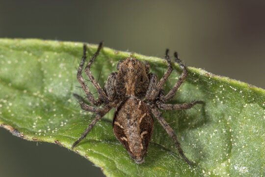 Macro photograph of a lynx spider (Oxyopes ramosus) on a green leaf, clearly showing the texture of the leaf and spider, Baden-W&uuml;rttemberg, Germany