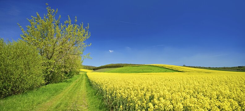 Cultural landscape in spring, flowering rape fields, field path with hedge, blue sky with cumulus clouds, near Eckartsberga, Burgenlandkreis, Saxony-Anhalt, Germany