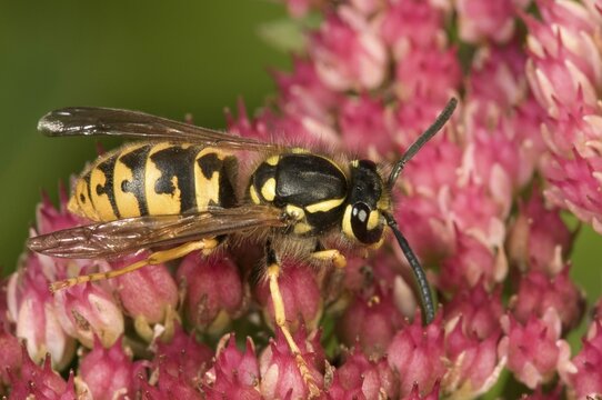 German or European wasp (Vespula germanica), on Stonecrop (Sedum telephium), Untergroenigen, Baden-Wuerttemberg, Germany, Europe