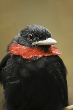 Purple-throated fruitcrow (Querula purpurata), male, captive, occurring in Central and South America