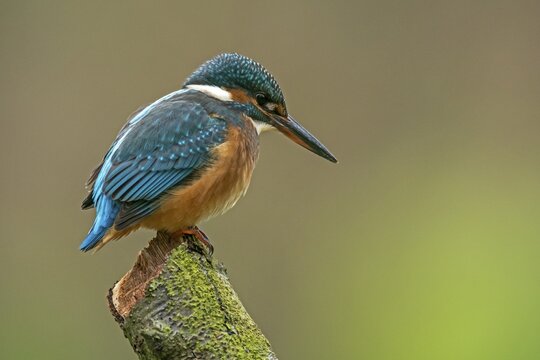 Common kingfisher (Alcedo atthis) sitting on a branch, Germany