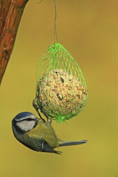 Blue Tit (Parus caeruleus) feeding from bird feed net hanging from a tree branch
