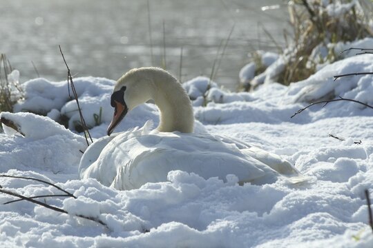 Mute Swan (Cygnus olor) on the nest in the snow, Allg&auml;u, Bavaria, Germany