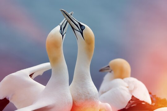 Northern gannet (Morus bassanus), pair courtships , pastel light reflections, Helgoland Island, Schleswig-Holstein, Germany