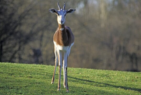Mhorr gazelle ( Gazella dama mhorr )