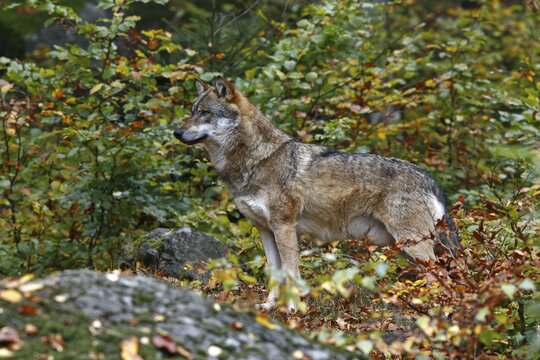 Gray wolf (Canis lupus) in autumnally coloured forest, outdoor enclosure Bavarian Forest, Germany
