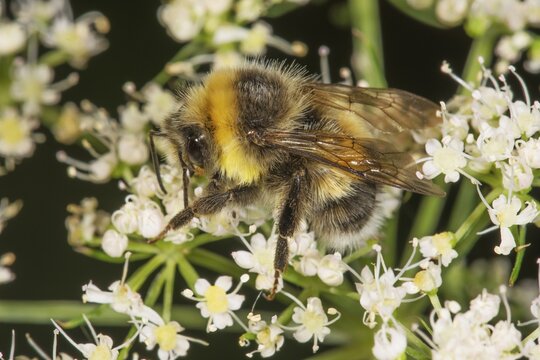 Brown-banded carder bee (Bombus muscorum) searching for nectar on white flowers of meadow hogweed (Heracleum sphondylium), Baden-W&uuml;rttemberg, Germany