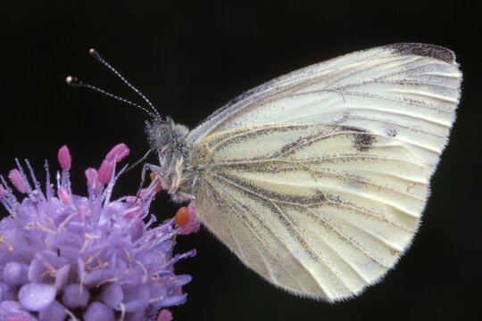 Green-veined White butterfly (Pieris napi) perched on a blossom, Tirol, Austria