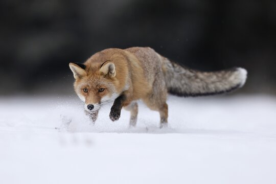 Red fox (Vulpes vulpes) running in a snowy meadow, Czech Republic