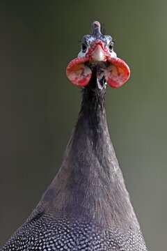 Helmeted guineafowl (Numida meleagris), animal portrait, captive, Germany