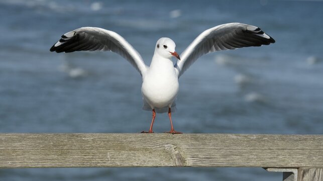 Black-headed Gull (Larus ridibundus, Chroicocephalus ridibundus) standing with spread wings on a railing, Mecklenburg-Western Pomerania, Germany
