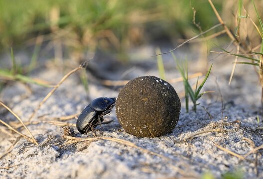 Dung beetle (Catharsius gorilla) rolling a dung ball, Loango National Park, Parc National de Loango, Ogoou&eacute;-Maritime Province, Gabon
