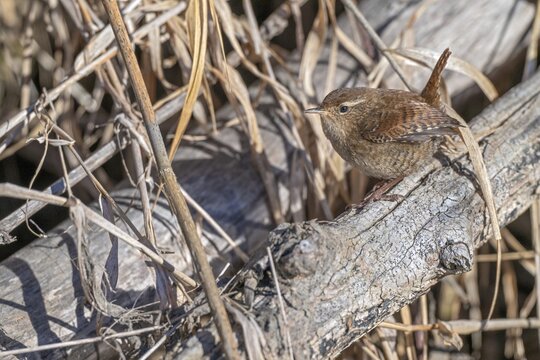Wren (Troglodytes troglodytes), sitting in the undergrowth, M&uuml;nster, Tyrol, Austria