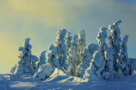 Snowy Spruces (Picea) on the Brocken in evening light, Harz, Schierke, Saxony-Anhalt, Germany