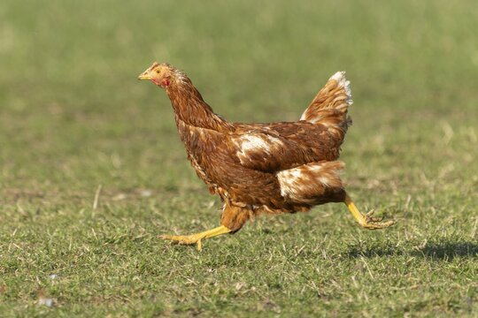 Brown hen running on a green meadow, domestic chicken, Rhineland-Palatinate, Germany