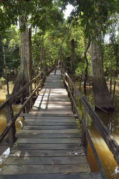 Boardwalk in the flooded forests of V&aacute;rzea, Manaus, Amazonas State, Brazil