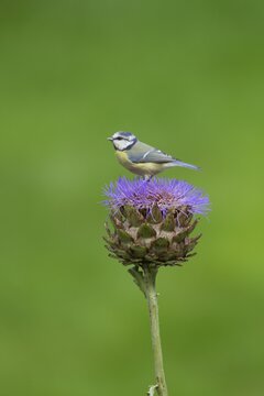 Blue tit (Cyanistes Caeruleus), adult bird on an artichoke thistle flower head, Norfolk, England, United Kingdom