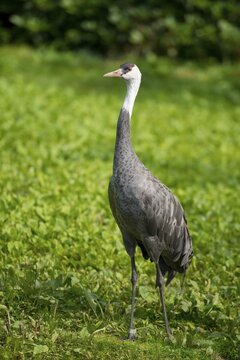 Hooded Crane (Grus monacha), captive, Lower Saxony, Germany