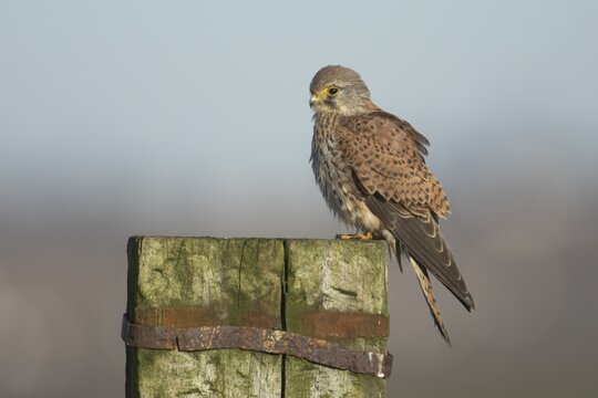 Common kestrel falcon (Falco tinnunculus) adult bird of prey on a wooden fence post, England, United Kingdom