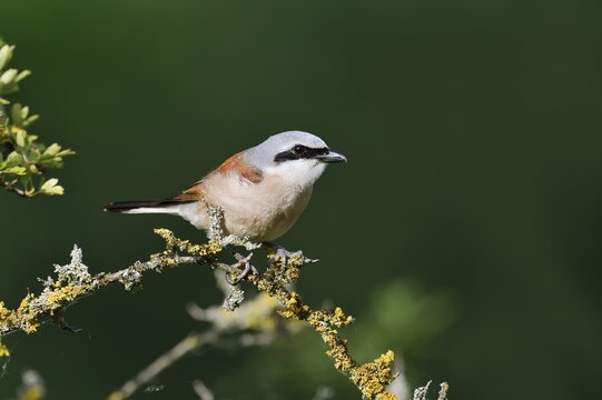 Red-backed shrike (Lanius collurio), male, North Rhine-Westphalia, Germany