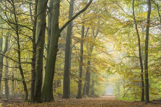 Autumn in the jungle Baumweg, forest path between beech trees, hut forest, Lower Saxony State Forest, Oldenburger M&uuml;nsterland, Emstek, Lower Saxony, Germany