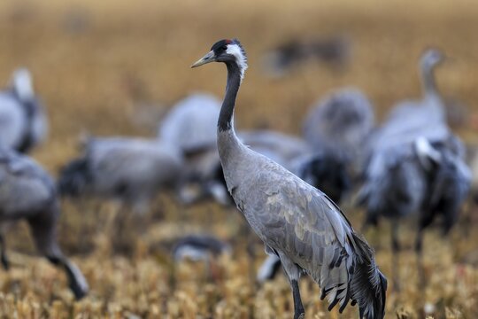 Single crane standing in a field surrounded by blurred cranes in the background, crane (Grus grus) wildlife, Western Pomerania Lagoon Area National Park, Zingst, Mecklenburg-Western Pomerania, Germany