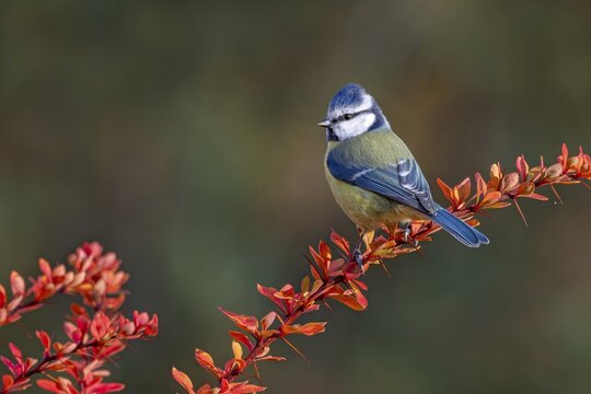 Blue tit (Parus caeruleus) sitting on an autumn barberry branch, Littlewood Ranch, Limbach, Burgenland, Austria