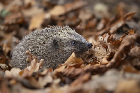 European hedgehog (Erinaceus europaeus) amongst fallen autumn leaves, Suffolk, England, United Kingdom