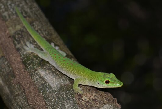 Koch's giant day gecko (Phelsuma madagascariensis kochi), dry forest, Ankarafantsika National Park, Madagascar