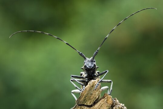 Longhorn beetle species (Monochamus sartor), female, Schwaz, Tyrol, Austria, Europe