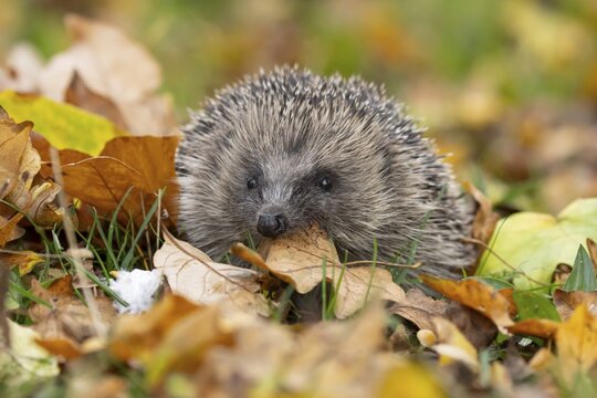 European hedgehog (Erinaceus europaeus) adult animal carrying a leaf in its mouth for bedding material during hibernation on fallen autumn leaves in a garden, England, United Kingdom