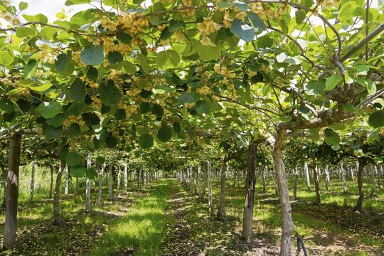 Kiwi, kiwi plants with flowers (Actinidia), Eastern Macedonia and Thrace, Greece