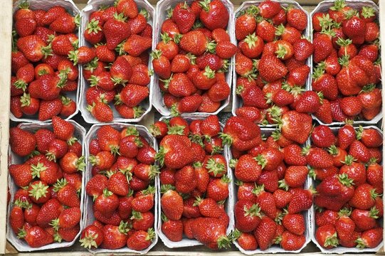 Freshly picked organically-grown strawberries in baskets