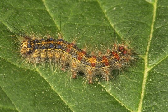 Gypsy moth (Lymantria dispar) caterpillar on a leaf, Baden-W&uuml;rttemberg, Germany