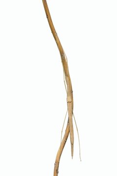 Pink winged stick insect (Sipyloidea chlorotica, Sipyloidea sipylus) on a twig against a white background, captive, native to Asia