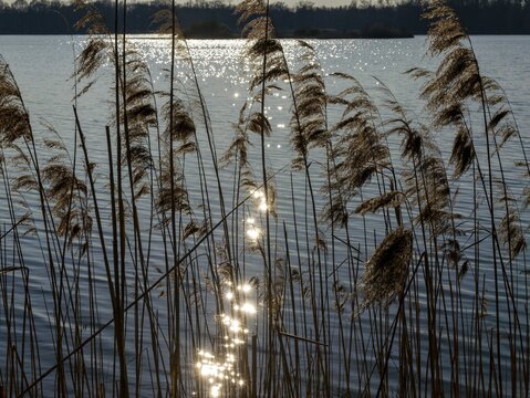 Reed on the pond in spring, glittering sunlight in the water, Brandenburg, Germany