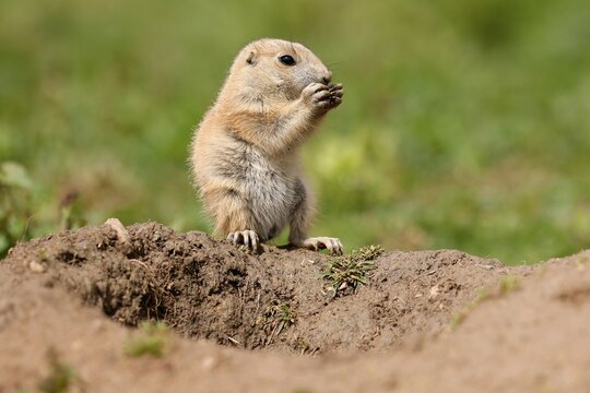 Black-tailed Prairie Dog (Cynomys ludovicianus) Young on burrow, Germany
