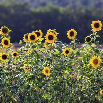 Common sunflowers (Helianthus annuus) in a field for self-pickers, Marienm&uuml;nster, Teutoburg Forest Eggegebirge nature park Park, Weserbergland, Germany