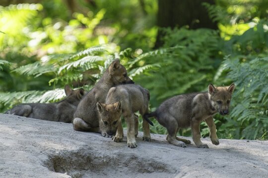 A group of wolf pups explore a path in the forest together, European grey gray wolf (Canis lupus), Germany